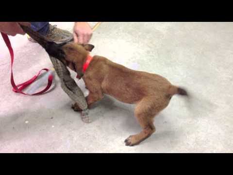 Dressage Chiot Malinois De 3 Mois